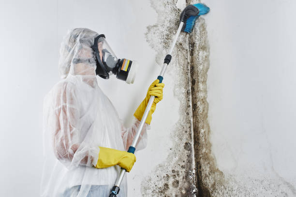 Best Mold Damage Repair  in , WI