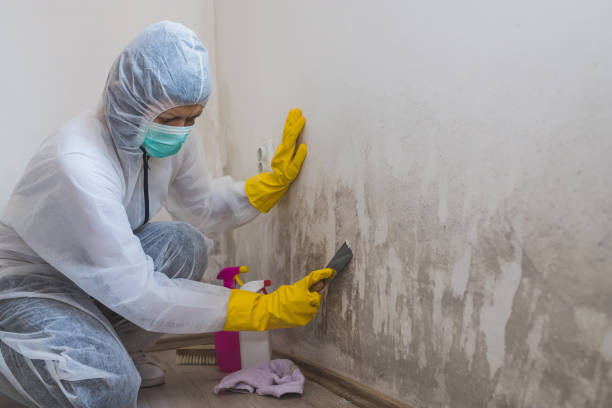 Best Residential Mold Removal  in , WI