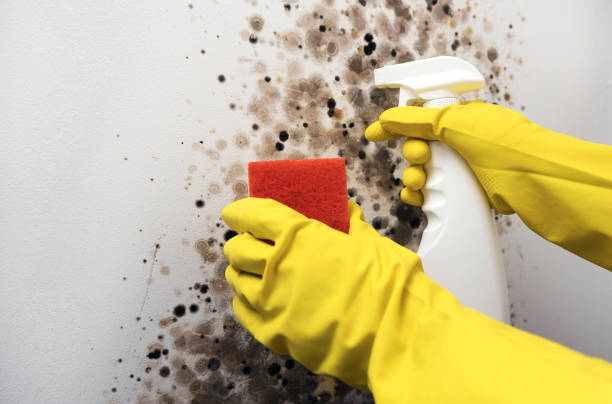 Best Crawl Space Mold Removal  in , WI