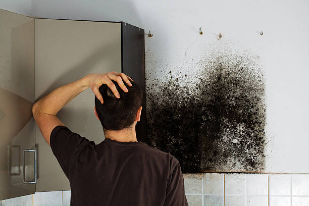 Best Local Mold Removal Service  in , WI
